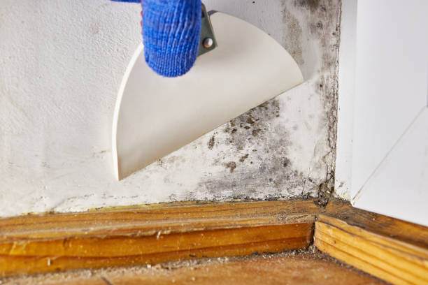 Best Biohazard Mold Removal  in Goodlettsville, TN